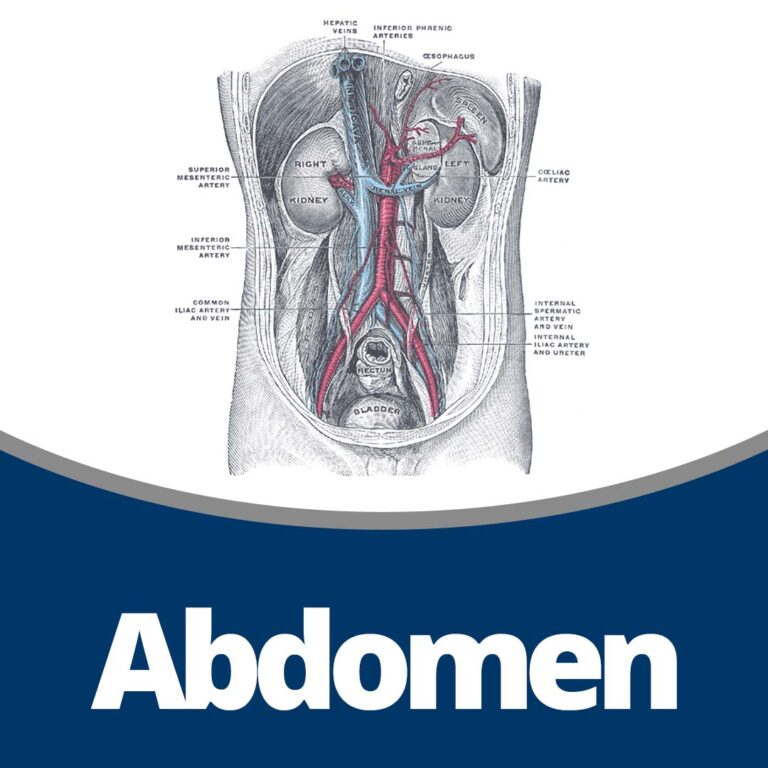 Anatomy: Abdomen (19 min)