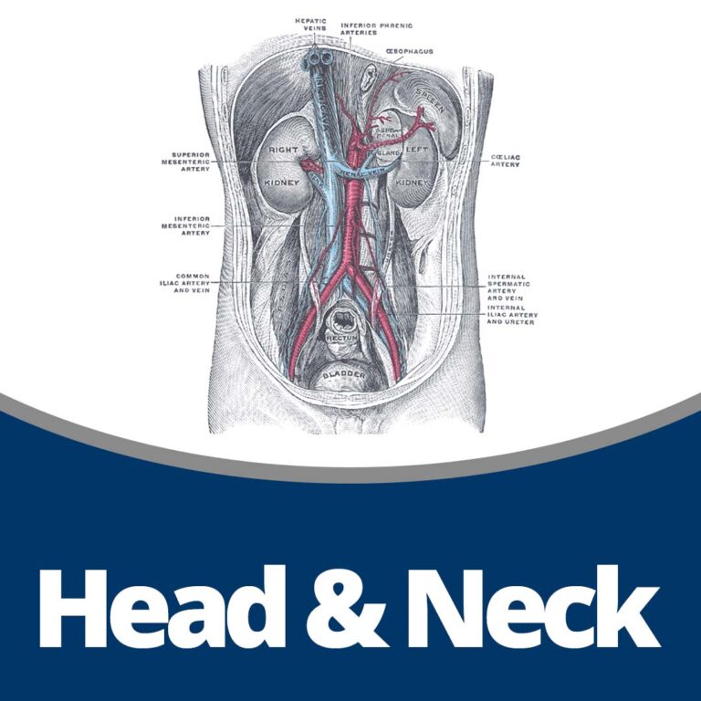 Anatomy: Head & Neck (117 min)