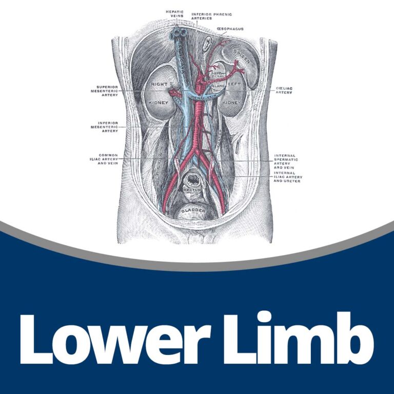 Anatomy: Lower Limb (49 min)