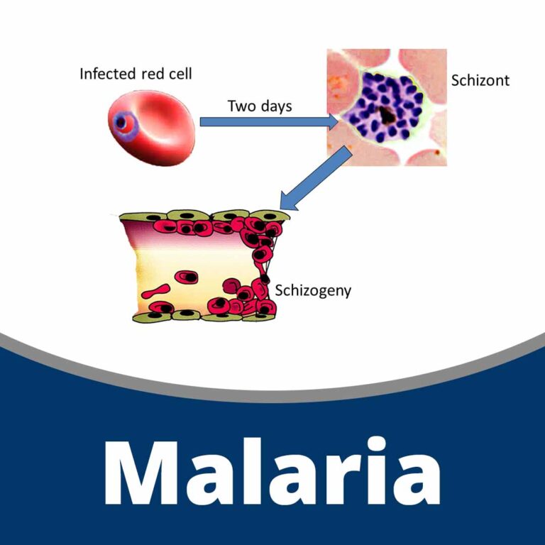 Malaria (12 min)