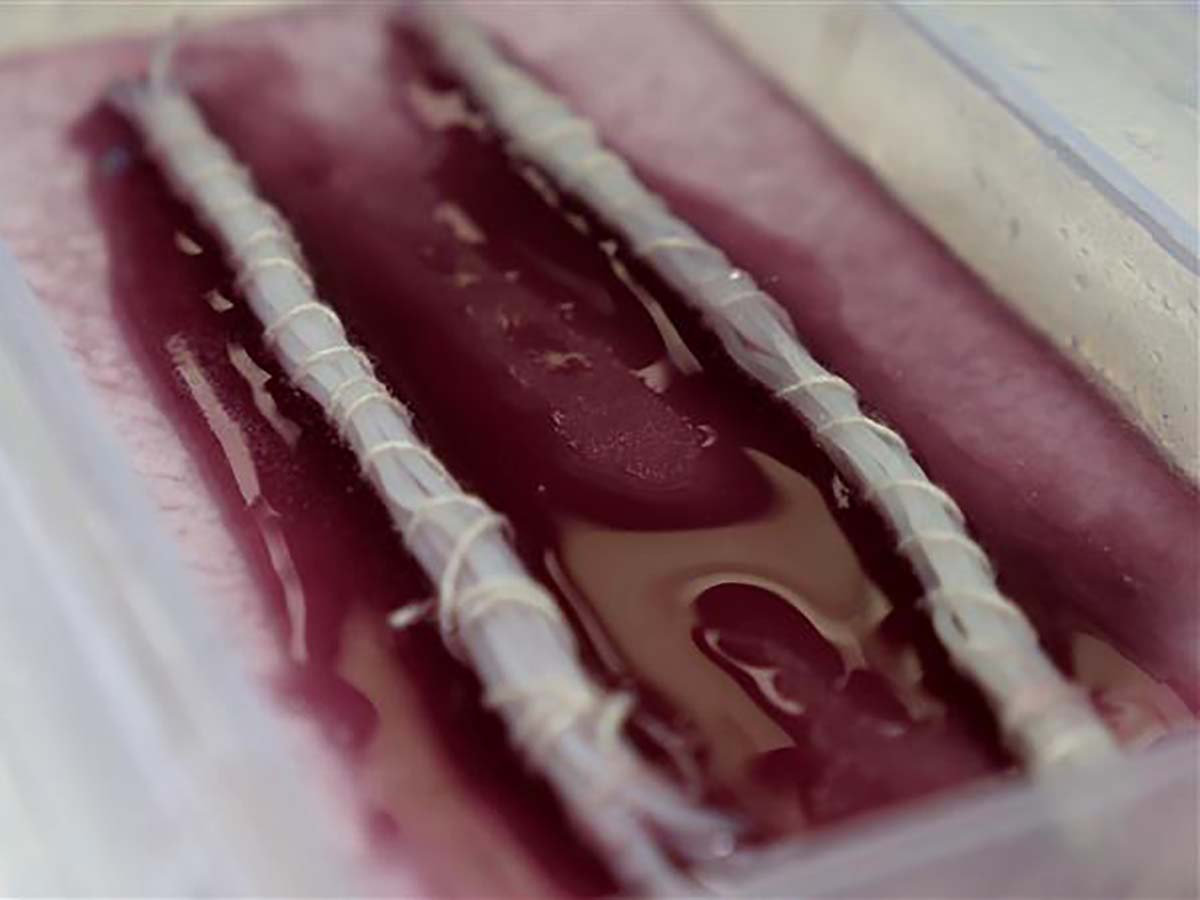 Nerve Block model – internal veiw Ultrasound-Guided Nerve Block Training Phantom - Internal View