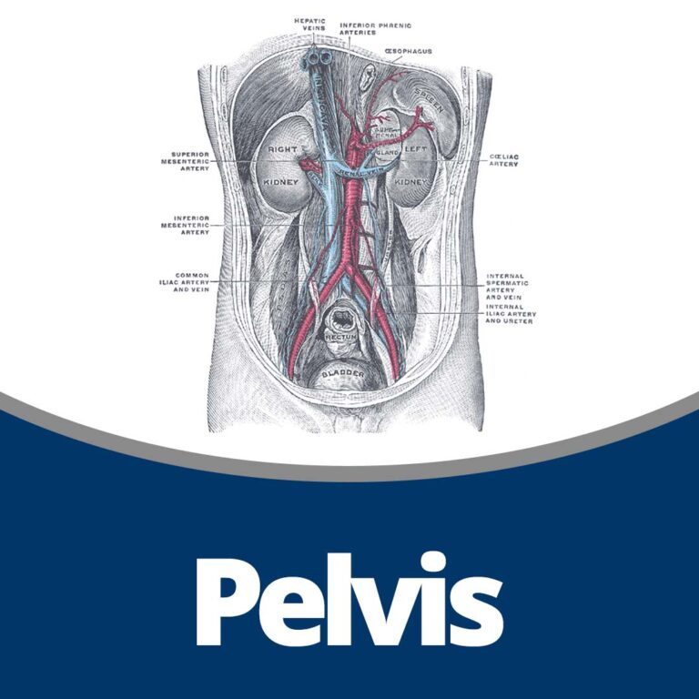 Anatomy: Pelvis (32 min)