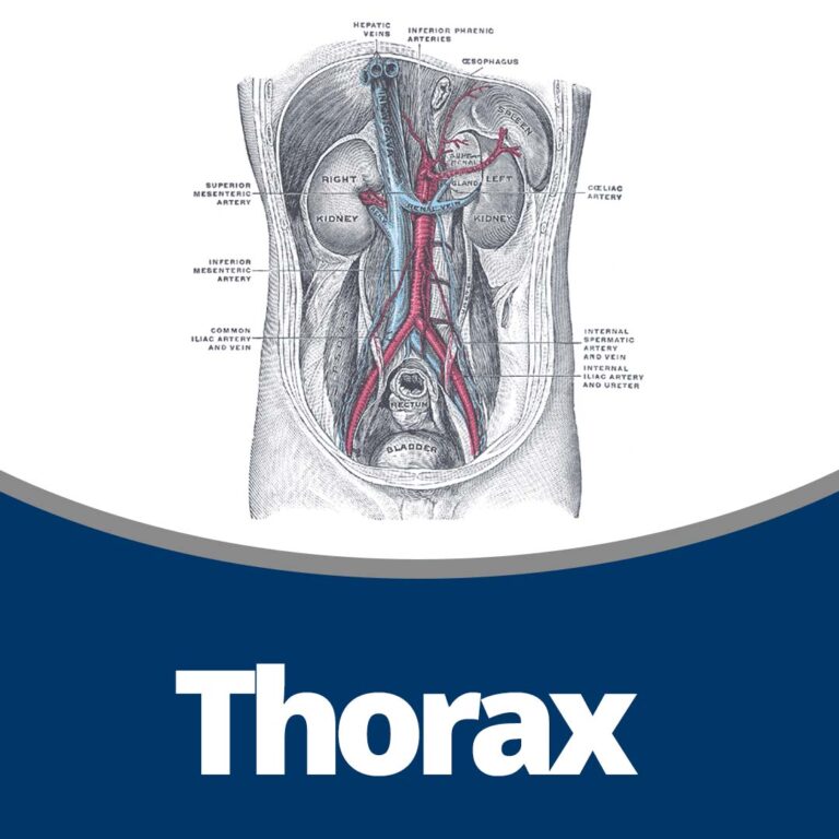 Anatomy: Thorax (26 min)